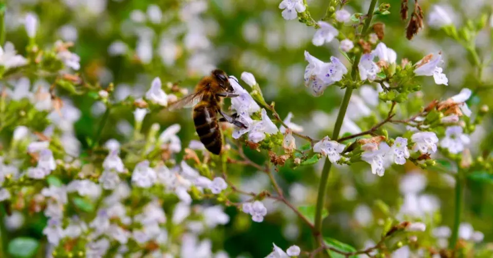 Marulka šantovitá (Calamintha nepeta)