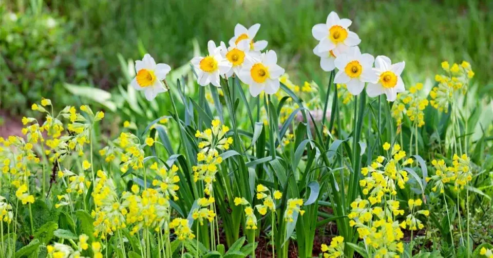 Rozkvetlé narcisy a prvosenky