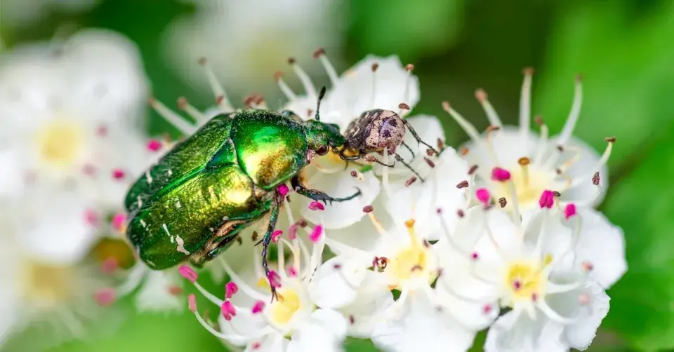 Zlatohlávek zlatý na květech hlohu