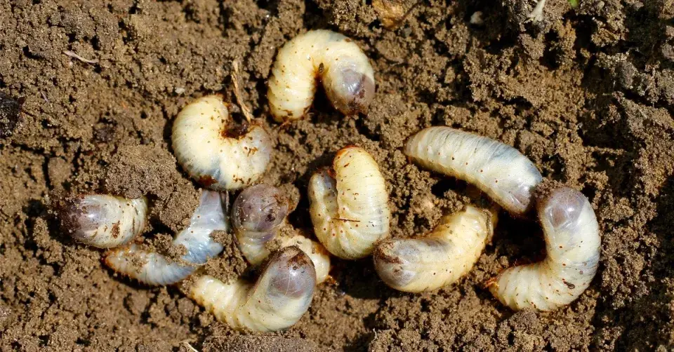 Larvy zlatohlávka zlatého