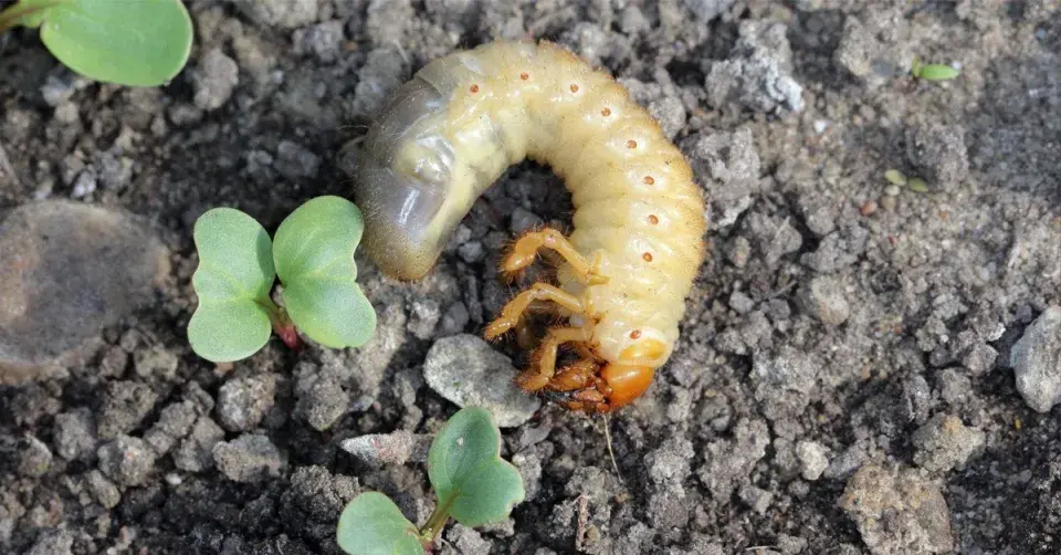 Larva chrousta obecného