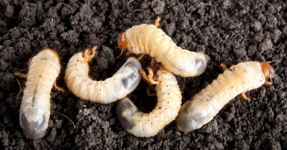 Larvy chrousta obecného