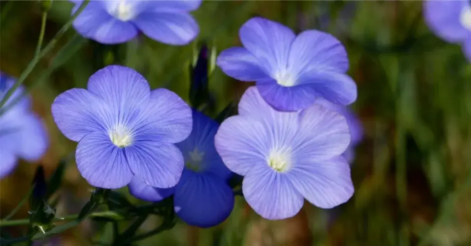 Len narbonský (Linum narbonense)