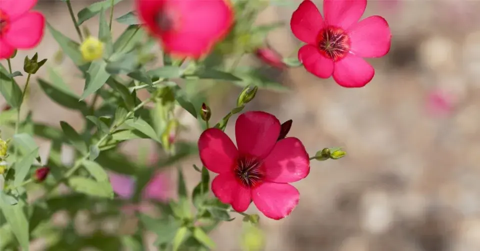 Len velkokvětý (Linum grandiflorum)