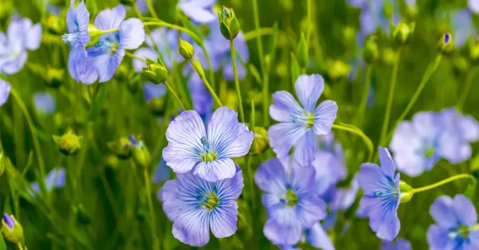 Len setý (Linum usitatissimum)