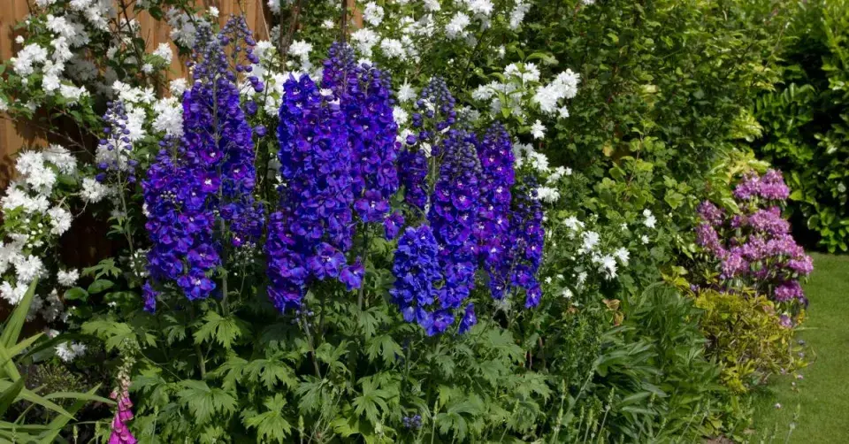 Stračka ’Guardian Blue’