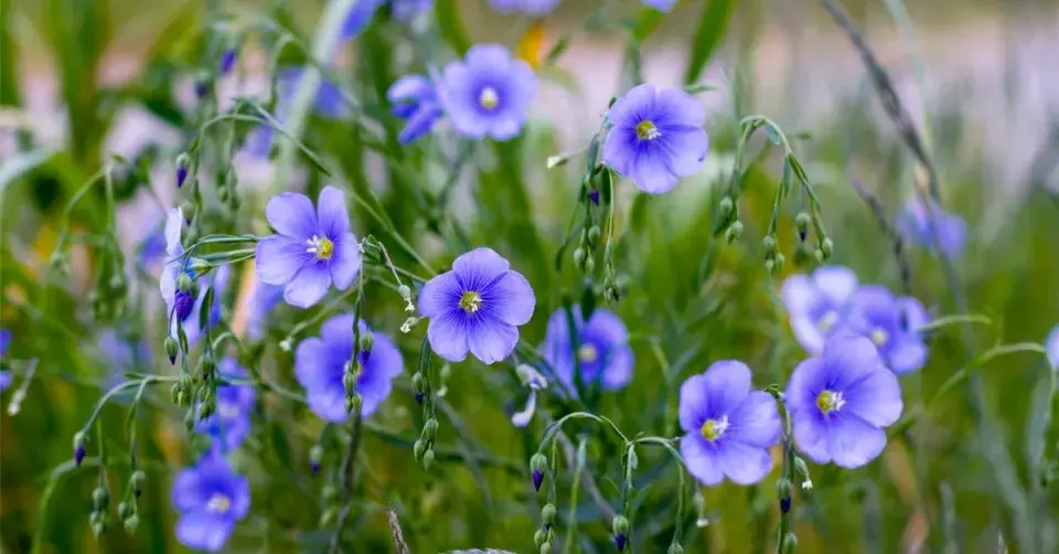 Len Lewisův (Linum lewisii)