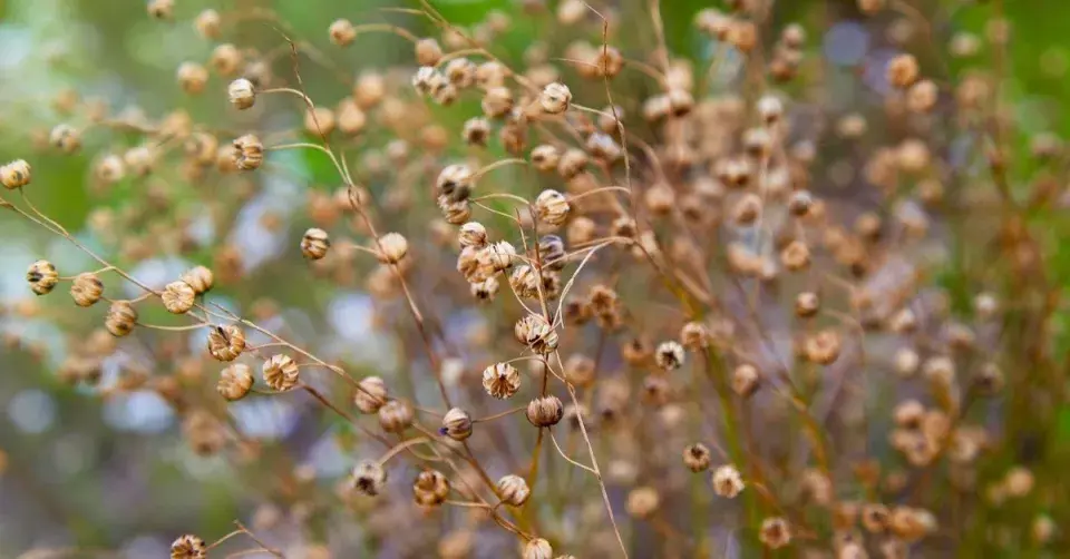 Len vytrvalý (Linum perenne)