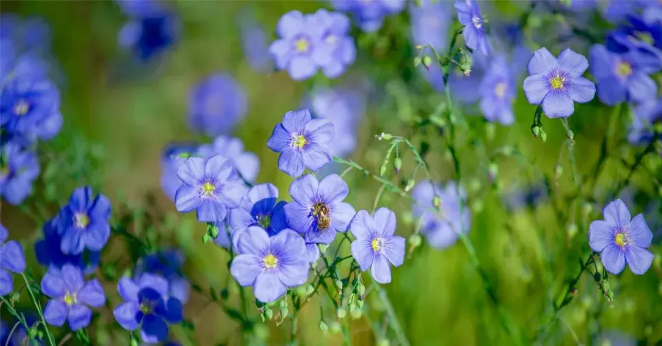 Len vytrvalý (Linum perenne)