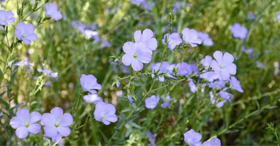 Len chlupatý (Linum hirsutum)