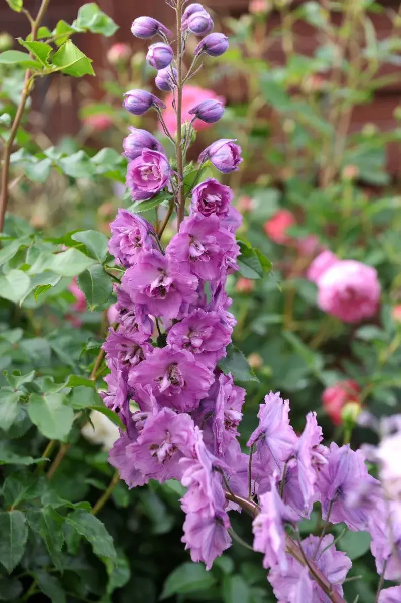Stračka ’Dusky Maidens’