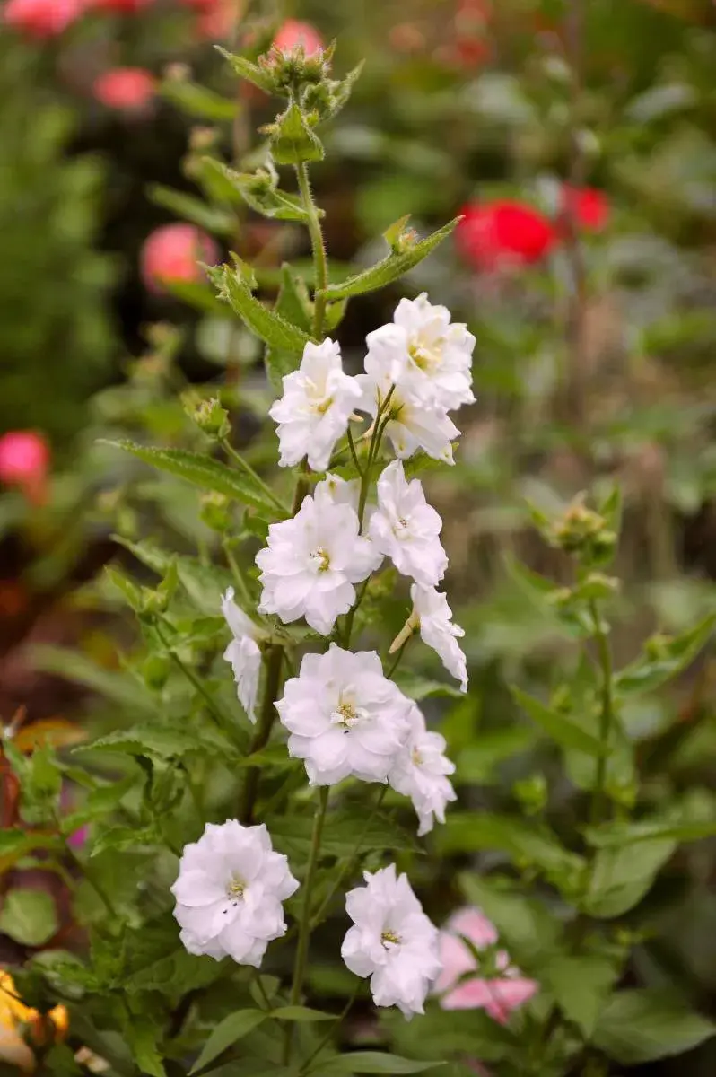 Stračka ’Double Innocence’