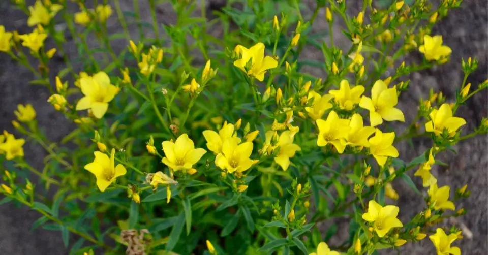 Len žlutý (Linum flavum)