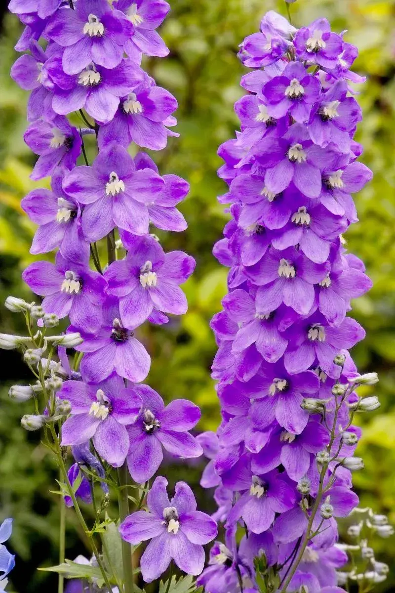 Stračka ‘Lilarosa‘