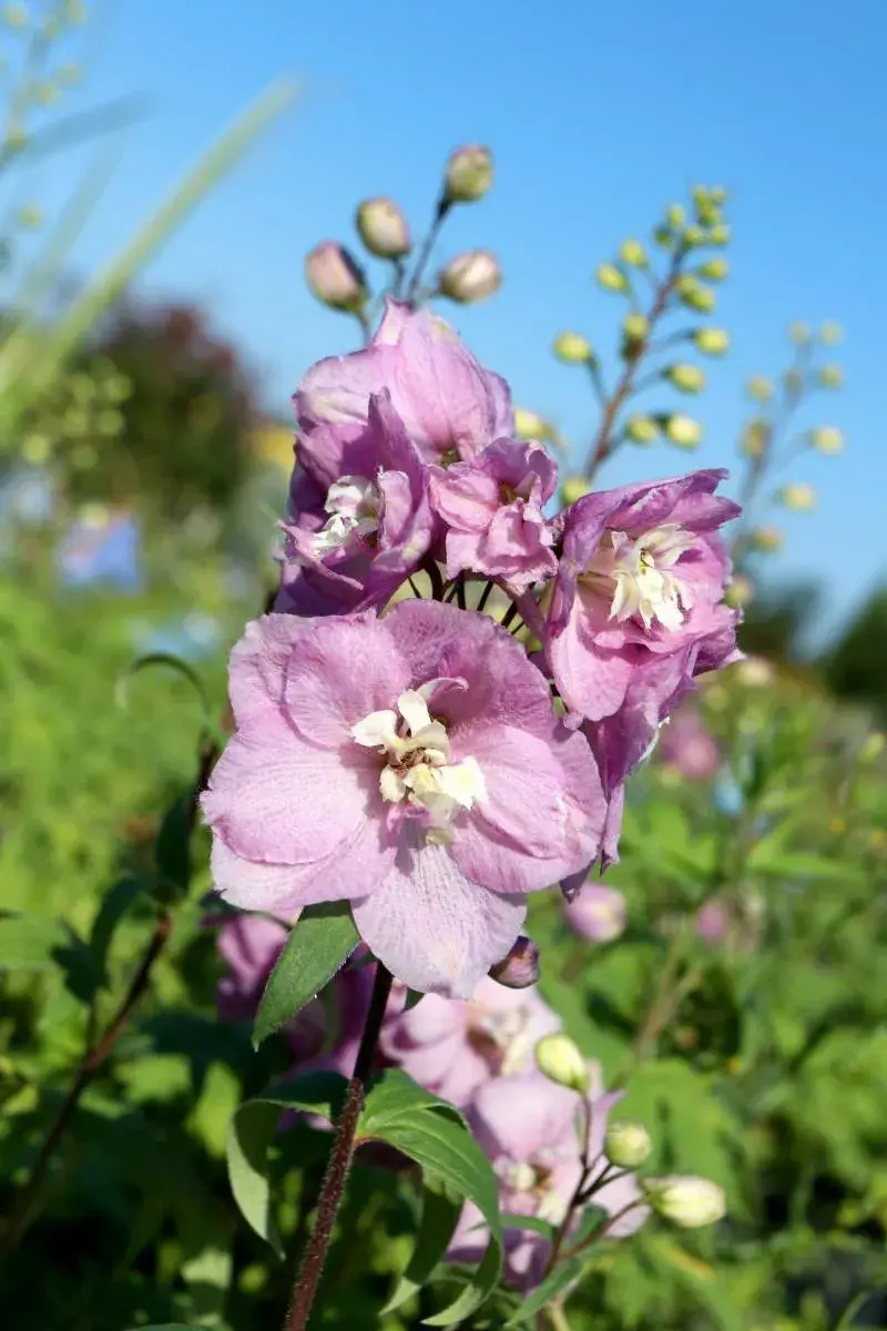 Stračka ’Astolat’