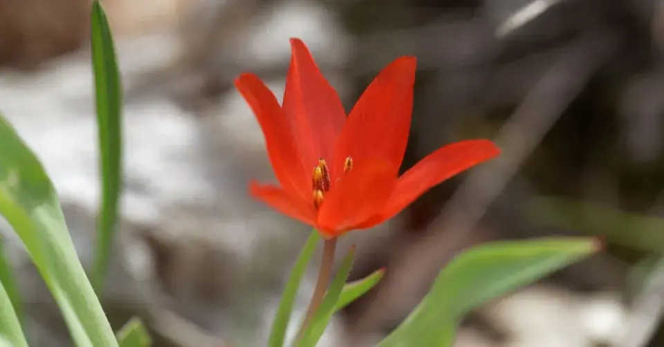 Tulipa eichleri