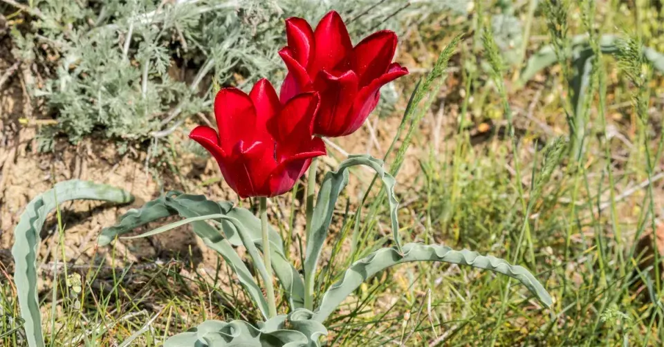Tulipa montana