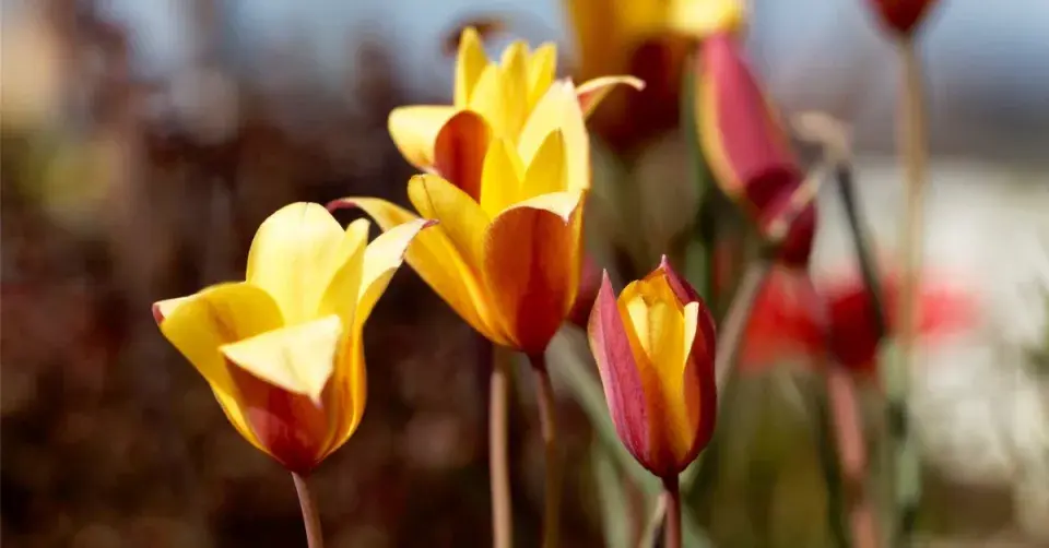 Tulipa clusiana, var. chrysantha