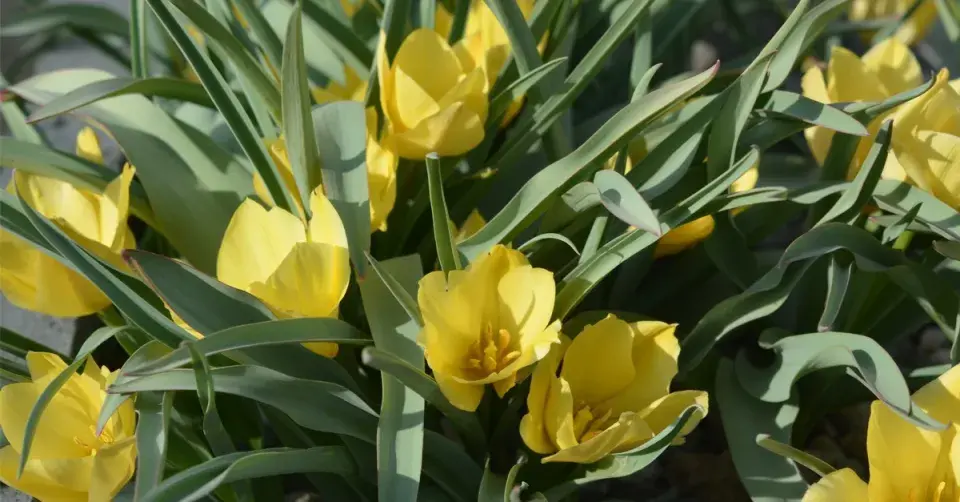 Tulipa batalinii 'Bright Gem'