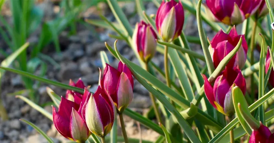 Tulipa pulchella 'Persian Pearl'