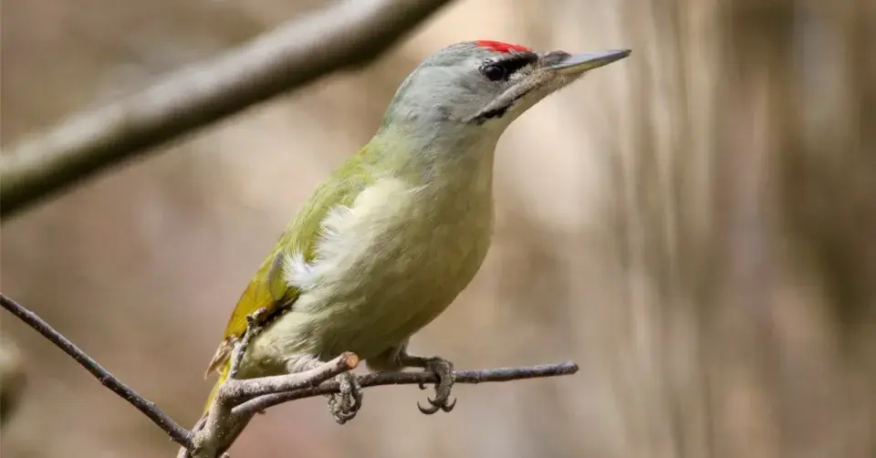 Žluna šedá (Picus canus)