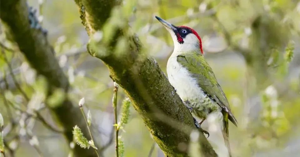 Žluna zelená (Picus viridis)