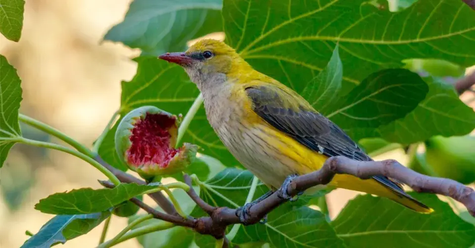 Žluva hajní (Oriolus oriolus)