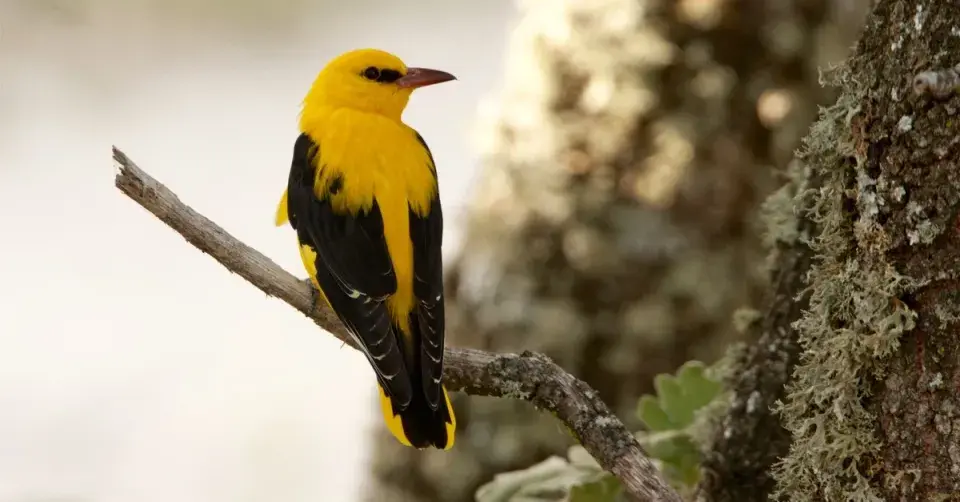 Žluva hajní (Oriolus oriolus)