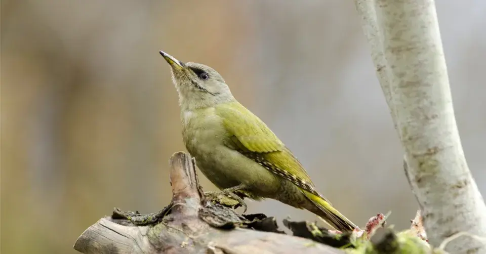 Žluna šedá (Picus canus)