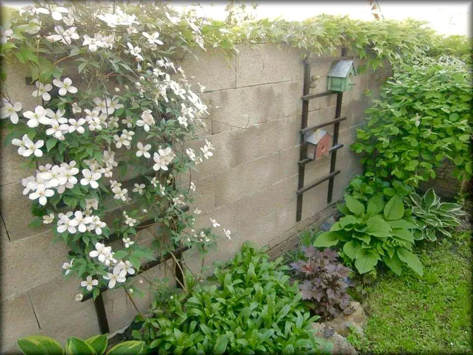 Žebříky jako opory pro rostliny