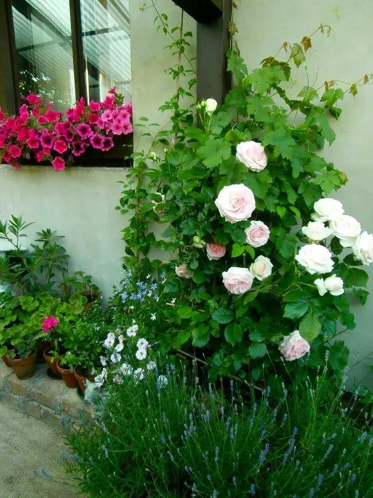 Popínavá růže 'Eden Rose'