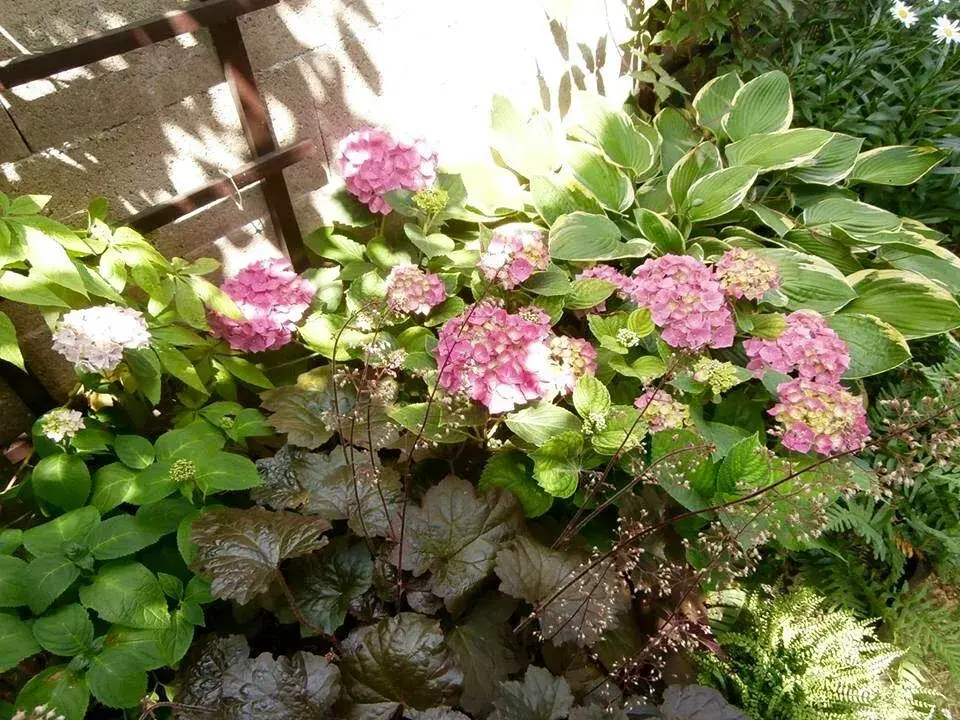 Hortenzie a dlužicha pod žebříkem