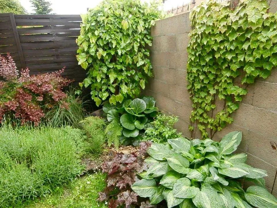 Atraktivní listy stínomilných rostlin