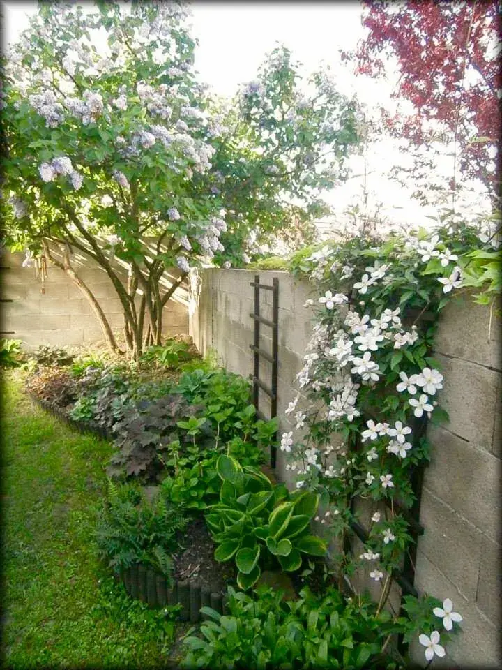 Žebříky na zdi jako treláže