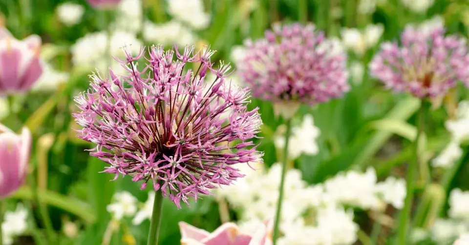 Česnek perský (Allium aflatunense, syn. A. hollandicum) 