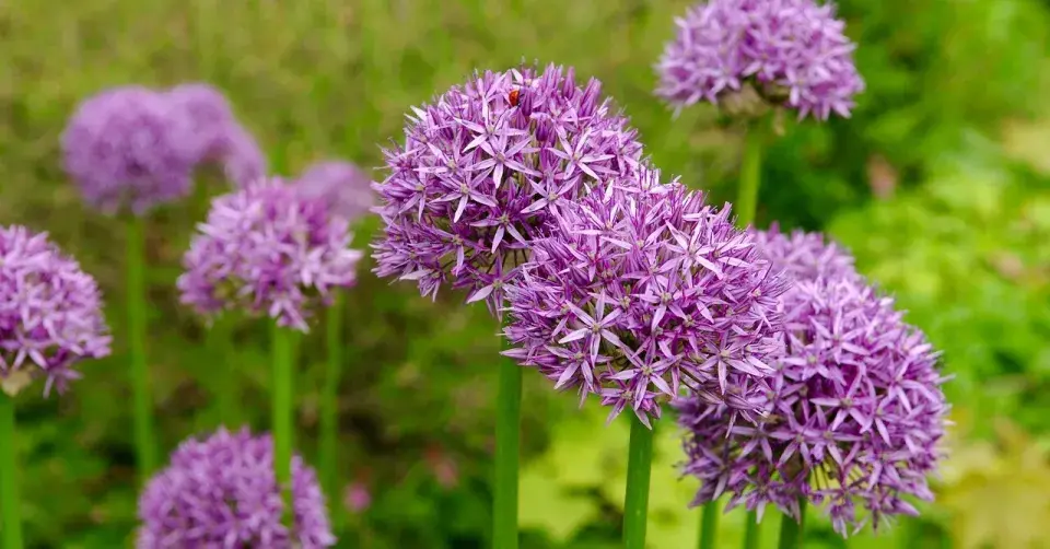 Česnek perský (Allium aflatunense, syn. A. hollandicum) 'Purple Sensation'
