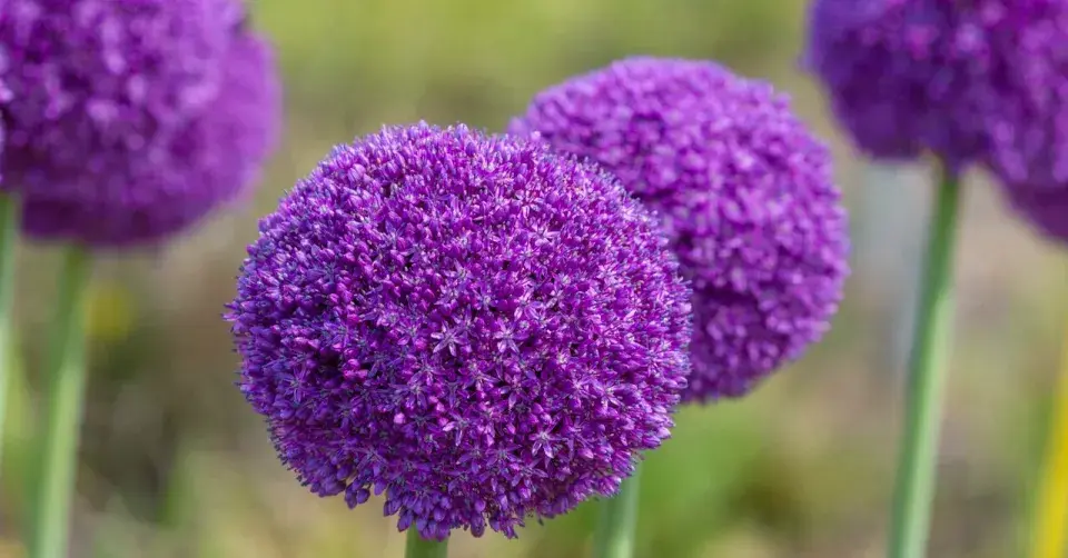 Okrasný česnek 'Ambassador'