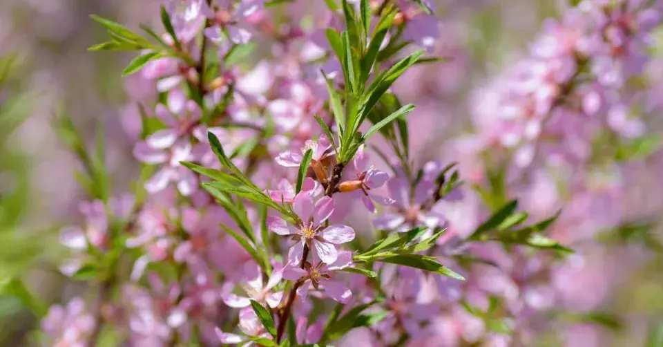 Světle růžové květy mandloně nízké (Prunus tenella)