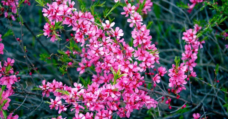 Kvetoucí mandloň nízká (Prunus tenella)