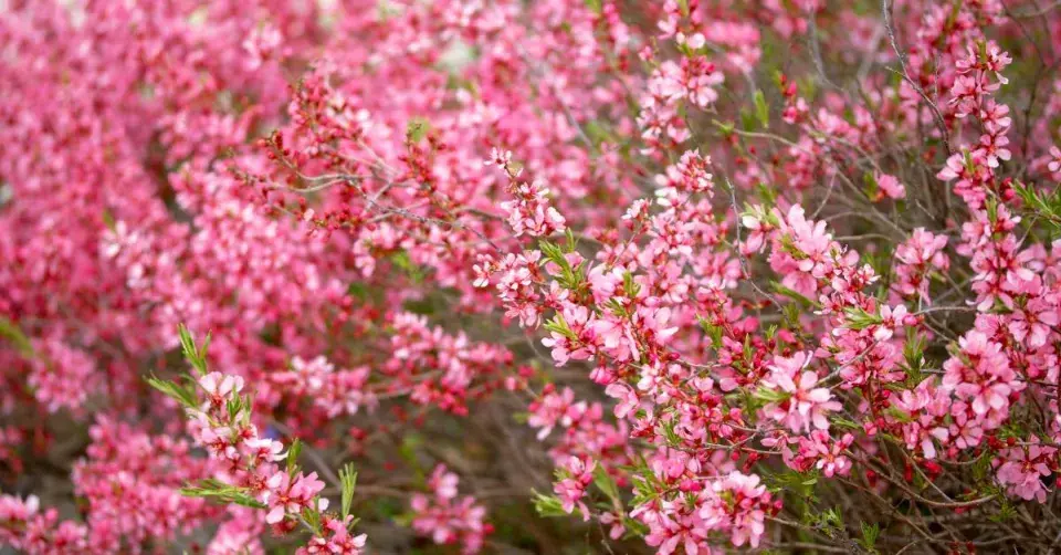 Mandloň nízká (Prunus tenella)