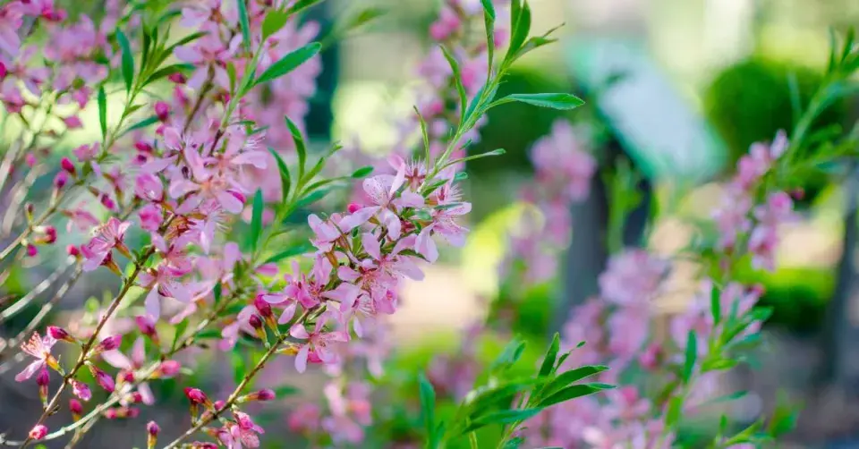 Výhony mandloně nízké (Prunus tenella)