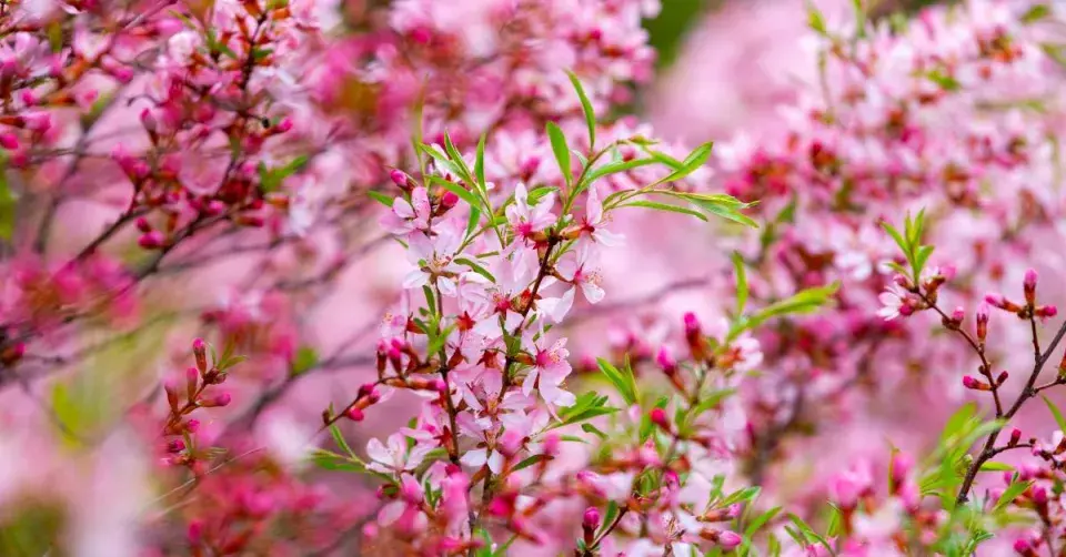 Rozkvetlá mandloň nízká (Prunus tenella)
