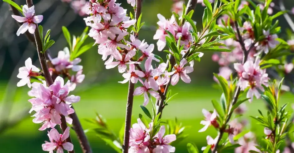 Listy a květy mandloně nízké (Prunus tenella)