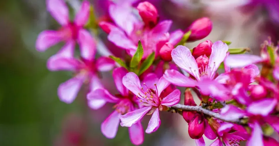 Růžové květy mandloně nízké (Prunus tenella)