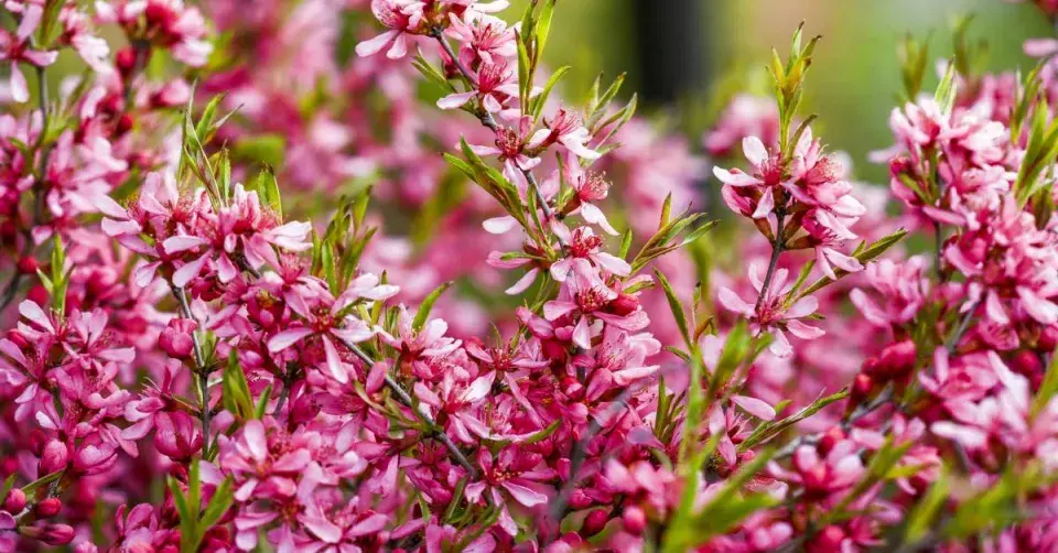 Rozkvetlá mandloň nízká (Prunus tenella)