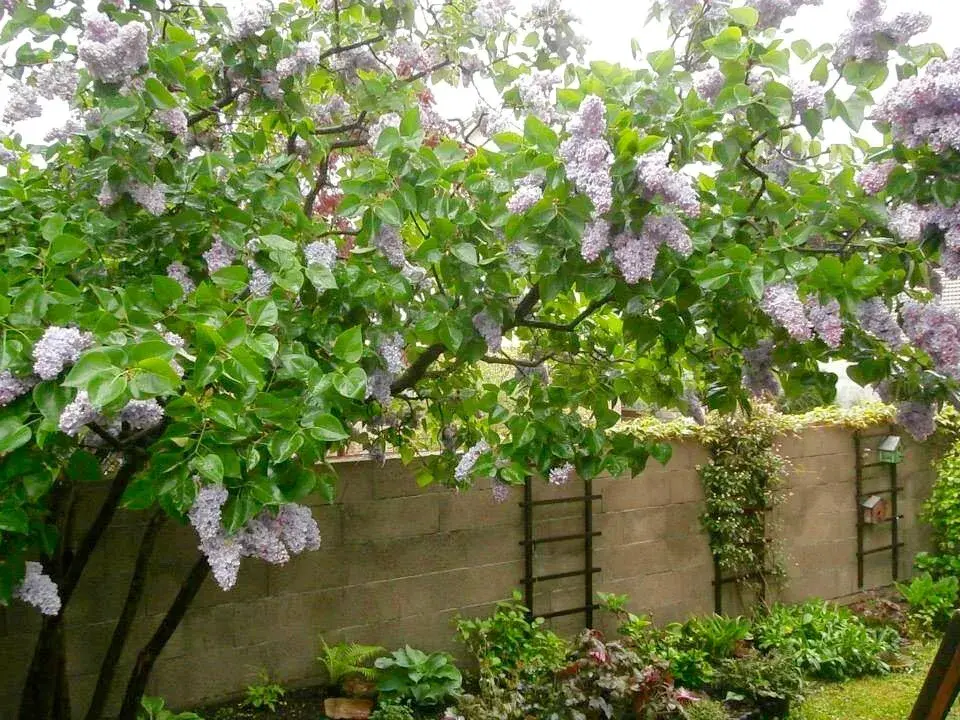 Letitý šeřík po babičce