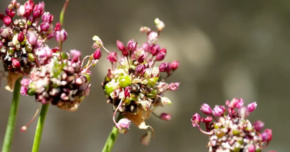 Česnek kýlnatý (Allium carinatum)