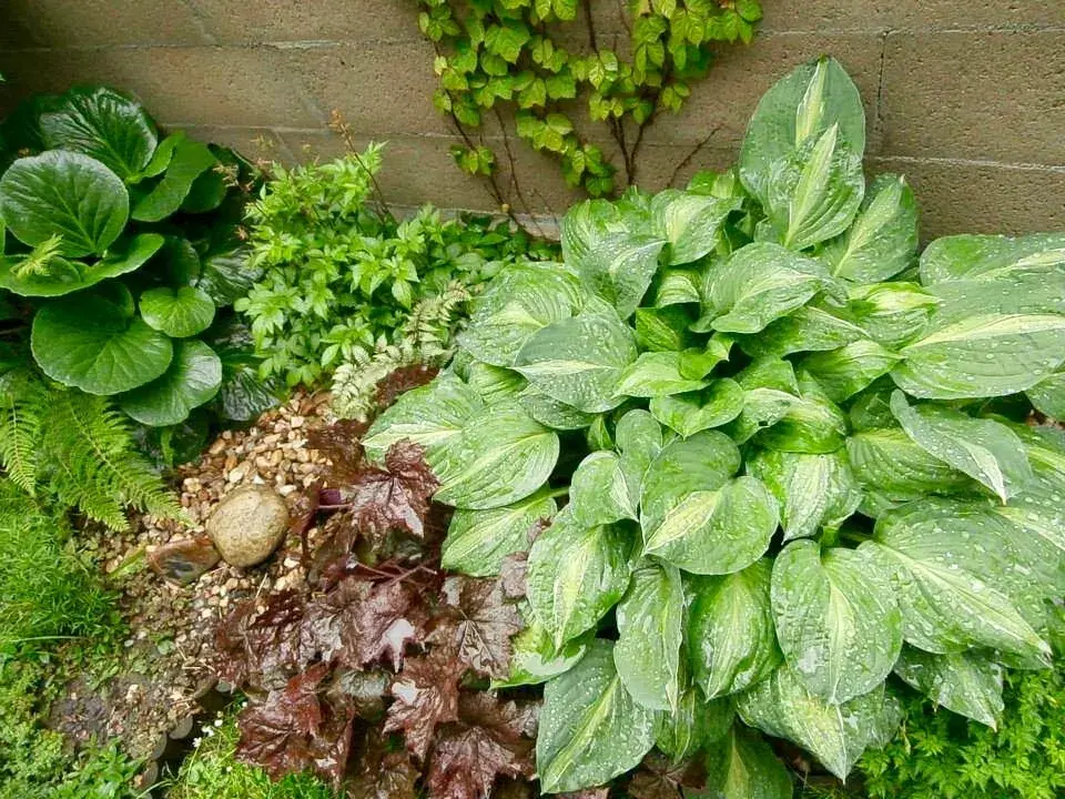 Bohyška, čechrava a bergénie