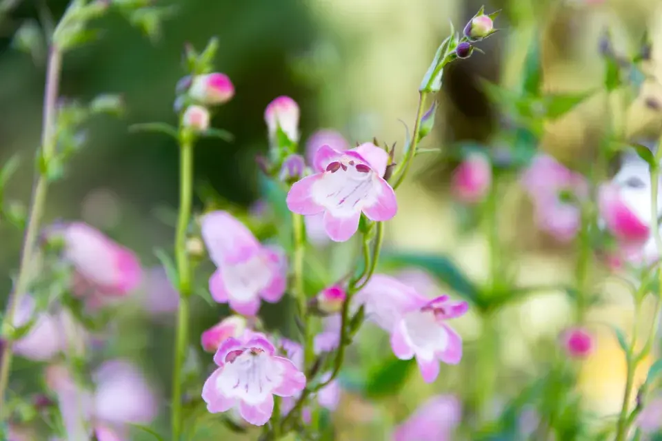 Dračík 'Apple Blossom'