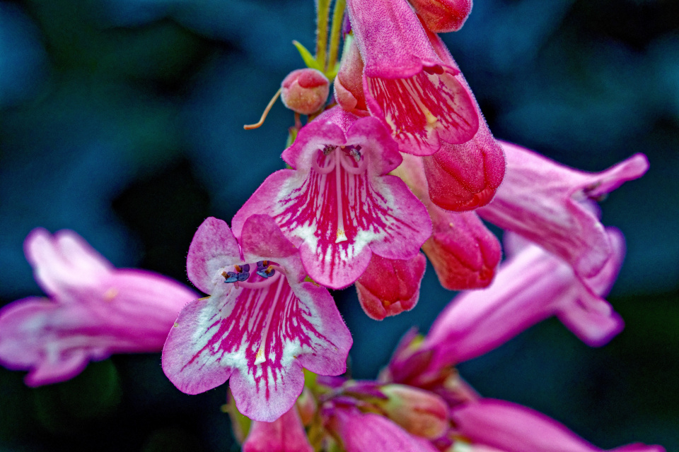 Květ dračíku 'Hidcote Pink'